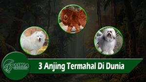 3 Anjing Termahal Di Dunia