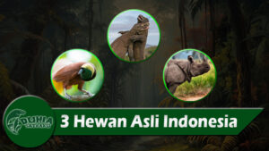 3 Hewan Asli Indonesia