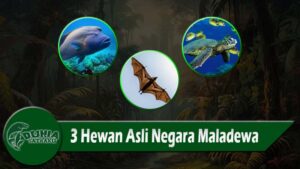 3 Hewan Asli Negara Maladewa