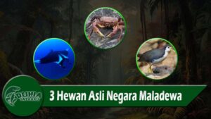 3 Hewan Asli Negara Maladewa