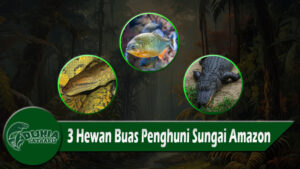 3 Hewan Buas Penghuni Sungai Amazon