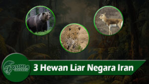 3 Hewan Liar Negara Iran