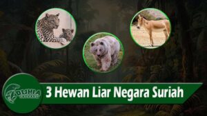 3 Hewan Liar Negara Suriah