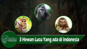 3 Hewan Lucu Yang ada di Indonesia