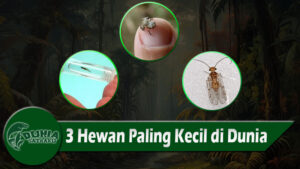 3 Hewan Paling Kecil di Dunia