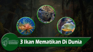 3 Ikan Mematikan Di Dunia