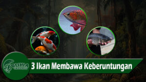 3 Ikan Membawa Keberuntungan