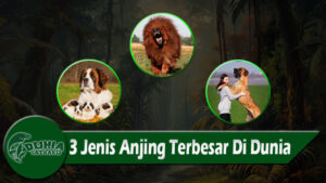 3 Jenis Anjing Terbesar Di Dunia