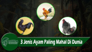 3 Jenis Ayam Paling Mahal Di Dunia