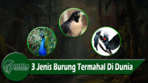 3 Jenis Burung Termahal Di Dunia