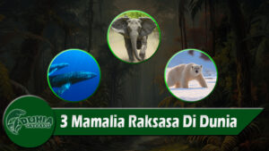 3 Mamalia Raksasa Di Dunia