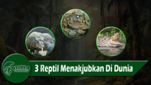 3 Reptil Menakjubkan Di Dunia