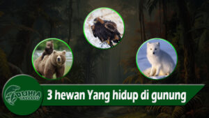 3 hewan Yang hidup di gunung