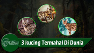 3 kucing Termahal Di Dunia