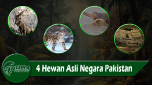 4 Hewan Asli Negara Pakistan