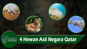 4 Hewan Asli Negara Qatar