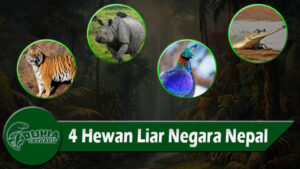 4 Hewan Liar Negara Nepal