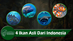 4 Ikan Asli Dari Indonesia