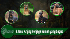 4 Jenis Anjing Penjaga Rumah yang bagus