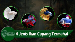 4 Jenis Ikan Cupang Termahal