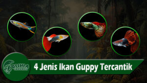 4 Jenis Ikan Guppy Tercantik