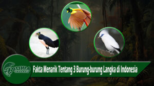 Fakta Menarik Tentang 3 Burung-burung Langka di Indonesia