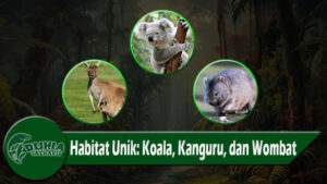 Habitat Unik Koala, Kanguru, dan Wombat