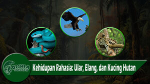 Kehidupan Rahasia Ular, Elang, dan Kucing Hutan