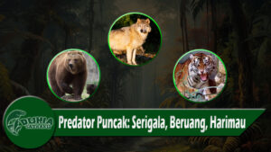 Predator Puncak Serigala, Beruang, Harimau