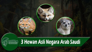 3 Hewan Asli Negara Arab Saudi