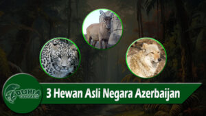 3 Hewan Asli Negara Azerbaijan