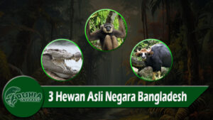 3 Hewan Asli Negara Bangladesh