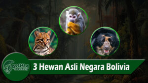 3 Hewan Asli Negara Bolivia