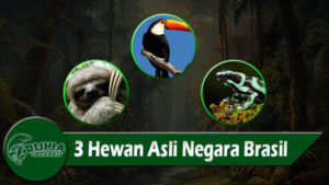 3 Hewan Asli Negara Brasil