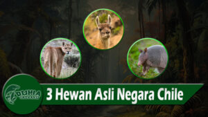 3 Hewan Asli Negara Chile