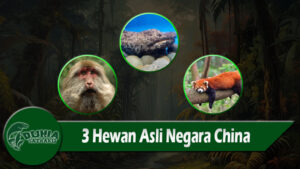 3 Hewan Asli Negara China