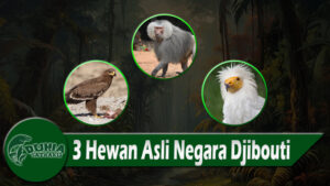 3 Hewan Asli Negara Djibouti