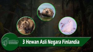 3 Hewan Asli Negara Finlandia