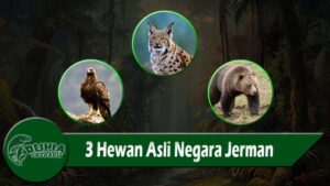 3 Hewan Asli Negara Jerman