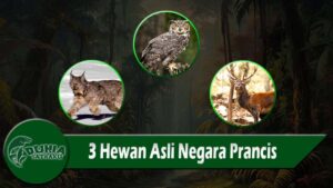 3 Hewan Asli Negara Prancis