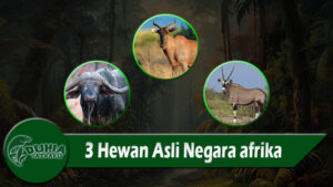 3 Hewan Asli Negara afrika