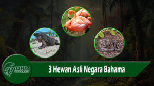 3 Hewan Asli Negara Bahama