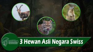 3 Hewan Asli Negara Swiss