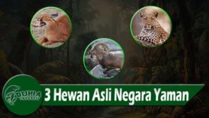 3 Hewan Asli Negara Yaman