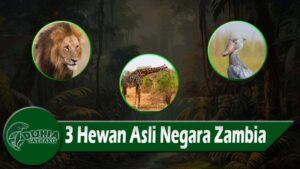 3 Hewan Asli Negara Zambia