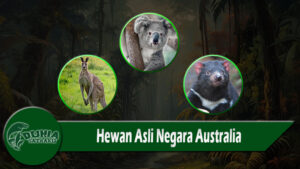 Hewan Asli Negara Australia