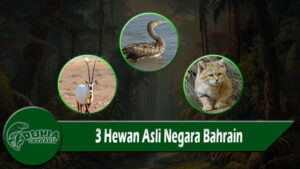 3 Hewan Asli Negara Bahrain