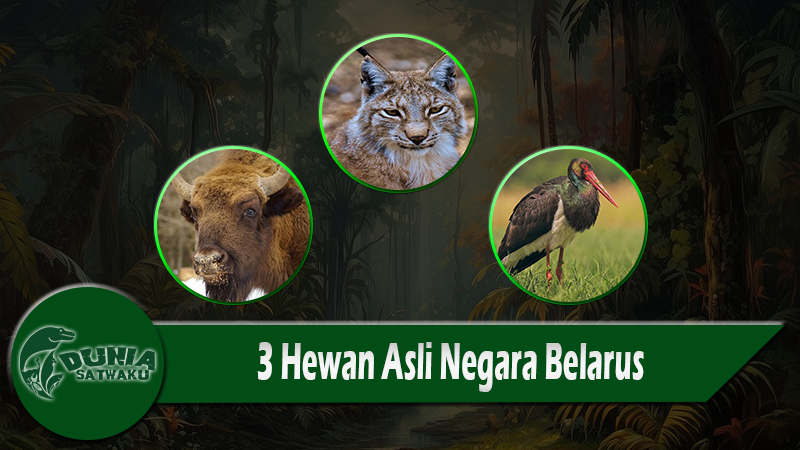 3 Hewan Asli Negara Belarus