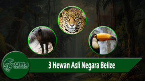 3 Hewan Asli Negara Belize