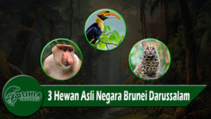 3 Hewan Asli Negara Brunei Darussalam